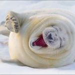 happyseal.jpg