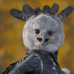 harpy_eagle.jpg