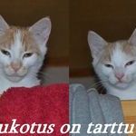 haukotus_tarttuu.jpg