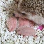 hedgehog_babies.jpg