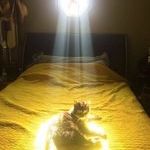 holy_cat.jpg