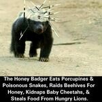 honey_badger.jpg