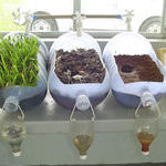how_plants_clean_the_soil.jpg