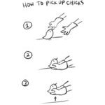 how_to_pick_up_chicks.jpg