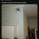 huntsmanspider.jpg