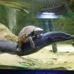 in_case_you_ve_never_seen_a_turtle_riding_an_eel.jpg