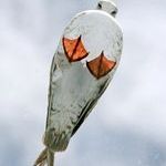 just_a_seagull_on_a_glass_roof.jpg