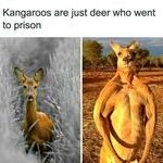 kangaroos3.jpg