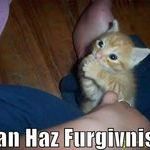 kitten_wants_forgiveness.jpg