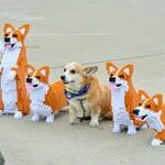 legocorgis.jpg