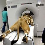 lion_gets_a_cat_scan.jpg