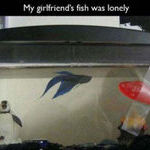 lonely_fish.jpg