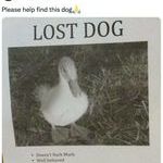 lost_dog4.jpg