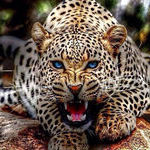 magnificent_blue_eyed_leopard.jpg