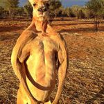 massive_male_red_kangaroo.jpg