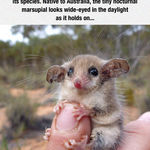 meet_the_nocturnal_marsupial.jpg