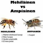 mehilainen_vs_ampiainen.jpg