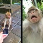 monkey_reaction_to_the_front_facing_camera.jpg