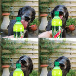 mountain_dew_dog.jpg