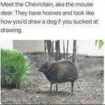 mousedeer.jpg