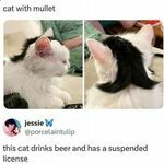 mulletcat.jpg