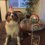 my_dog_is_horrified_that_its_her_birthday.jpg