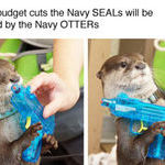 navy_otter.jpg