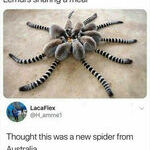 new_spider.jpg