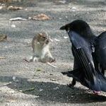 ninja_rat_vs_crow.jpg