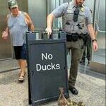 no_ducks.jpg