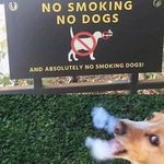 no_smoking_no_dogs.jpg