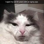 old_cat_4.jpg