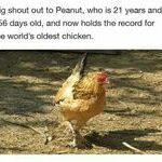 old_chicken.jpg