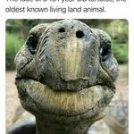 old_tortoise.jpg
