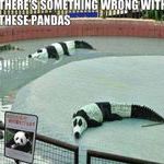 pandas2.jpg