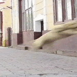 parkourdogloop.gif