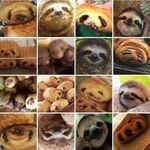 pastry_or_sloth.jpg