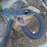 photobombsnake.jpg