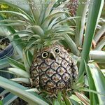 pineappowl.jpg