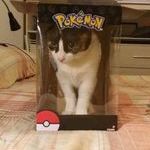 pokecat.jpg