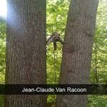 raccoon_.jpg