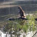 raccoon_riding_an_alligator_because_why_the_fuck_not.jpg