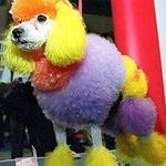 rainbow_poodle.jpg