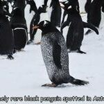 rare_black_penguin.jpg