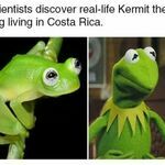 reallifekermit.jpg