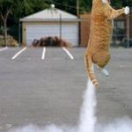 rocket_cat.jpg