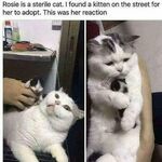 rosie3.jpg