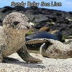 sandysealion.jpg