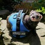 servicedoge.jpg