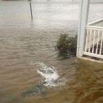 shark_in_my_front_yard.jpg